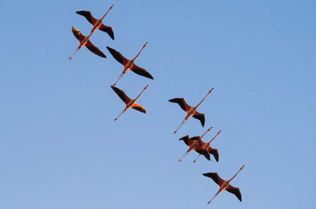 La Ruta del Flamenco Rosado