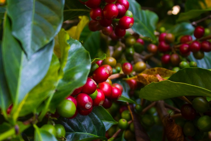 Costa Rica: Geografía cafetalera y sostenibilidad en cada sorbo 3