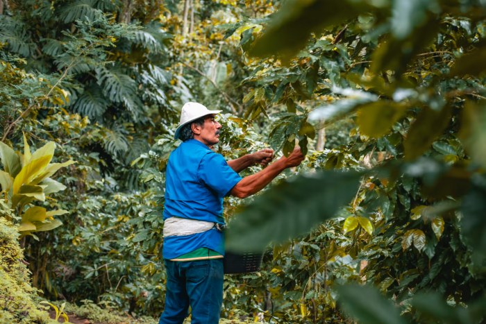 Costa Rica: Geografía cafetalera y sostenibilidad en cada sorbo 1