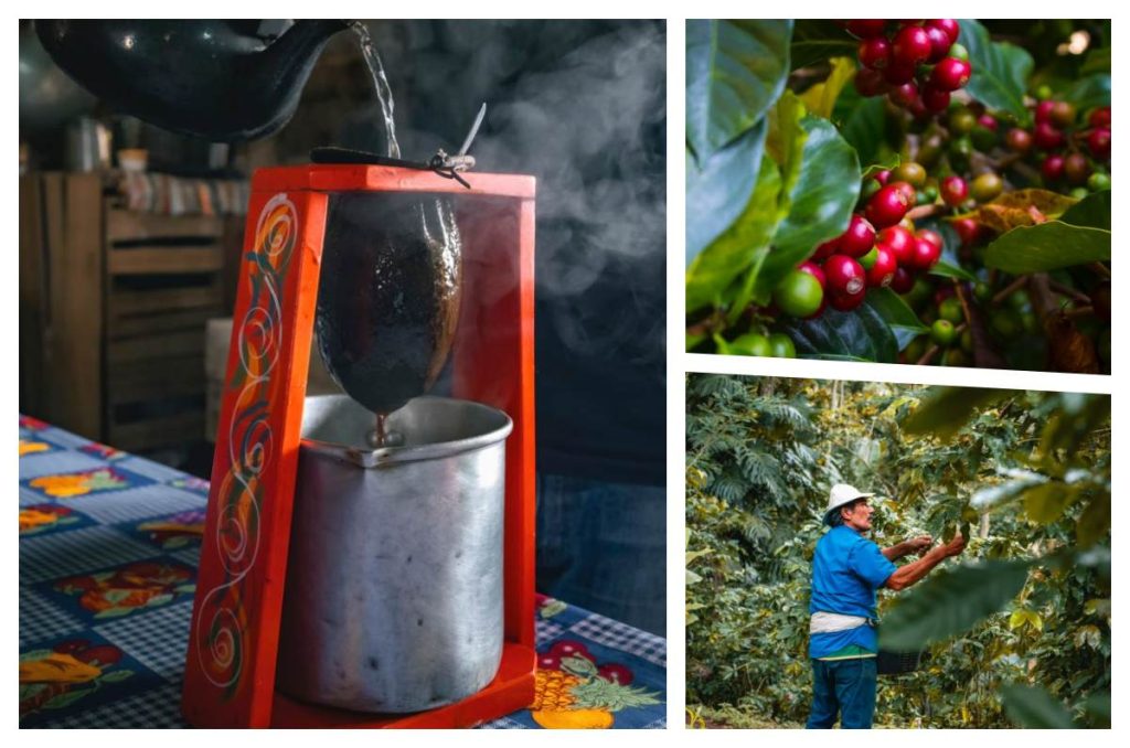 De la semilla al sorbo: El viaje sensorial del café costarricense