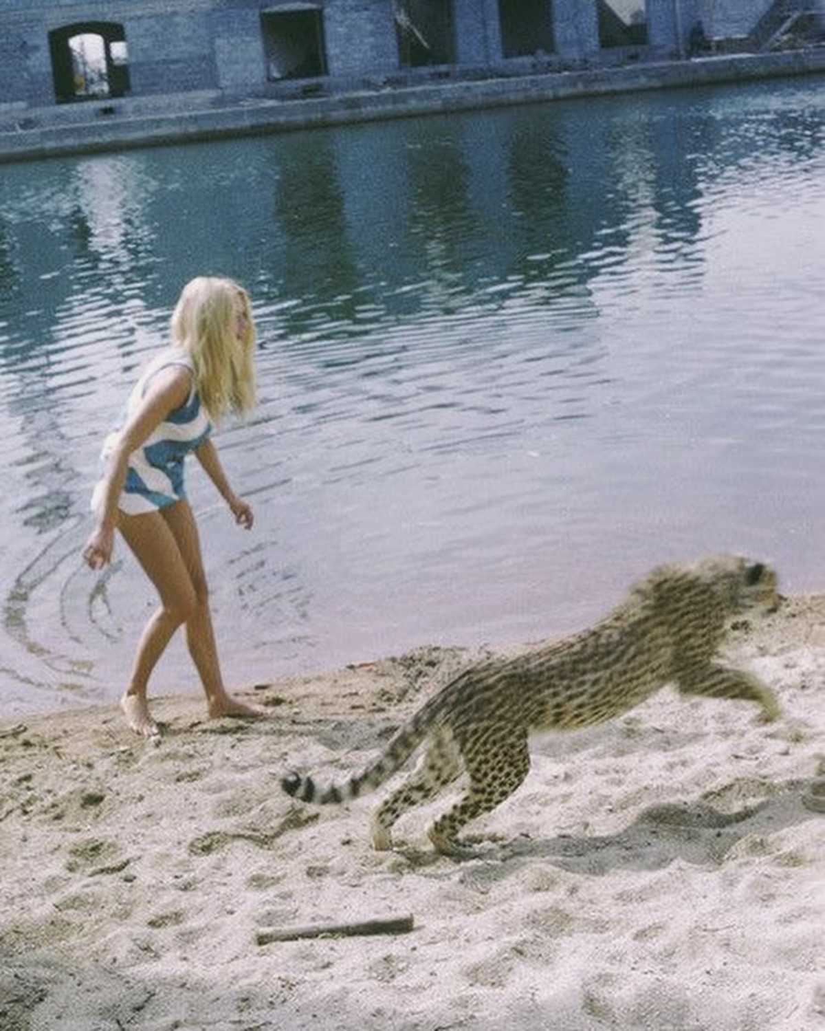 La muerte de Brigitte Bardot: el silencio y la eternidad 3