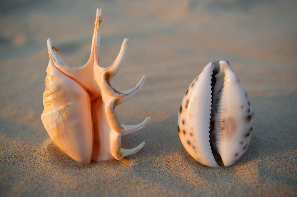 Vaginoplastia: una cirugía con múltiples aplicaciones en la salud íntima