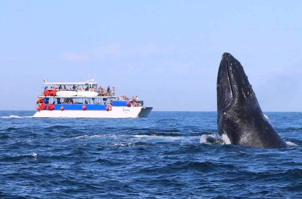 ¿Escapada en enero? Arranca la temporada de ballenas en Vallarta